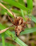 Oxyopes ramosus